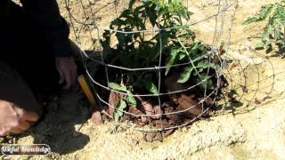 How to Grow Tomatoes (follow-up to How to Plant Tomatoes) | Useful Knowledge