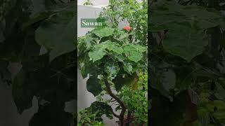 सावन की बारिश 🌧️🌧️ 💖#sawan ‎#barish #outdoors #garden @NidhikiRasoii 