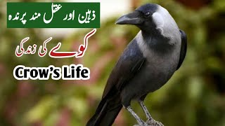 Hidden And Interesting Facts About Crow in Hindi/Urdu || Facts About Crow Bird!