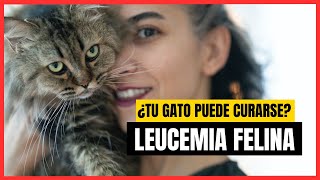 LEUCEMIA FELINA | ¡Síntomas y Tratamiento! ¿Tiene Cura?  ¿Es Contagiosa?