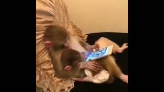 Funny monkey using tab