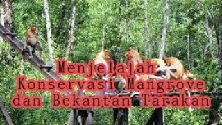 Konservasi mangrove dan bekantan Tarakan Kalimantan Utara