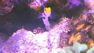 Antenna Goby and Candy Cane Pistol Shrimp