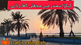 crab is hunting the fish / کیکڑا مچھلی کا شکار کر رہا ہے۔ / in Arabian sea side / tourist attraction