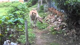 cows are going  by the road