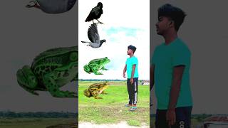 parrot, pigeon, crow & peacock 🦚 new magic video #shots #trending #comedy