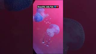 Beautiful Jelly Fish 🇸🇪❤🇱🇰 #jellyfish #sealife