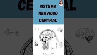 Sistema nervioso central 🧠