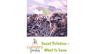 Sweet Potatoes - What to Know