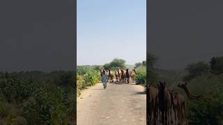 Camels amazing groups #shorts  #shortvideo  #youtubeshorts