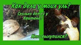 Как дела у моих улиток?  Новые улитята🐌🐌