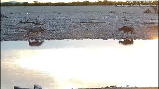 Two black rhinos face off