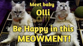 Meet baby Olli.. Be happy in this MEOWMENT @behappywitholli1680