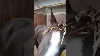 На сеновале с кузнецом #horses #short #shorts #лошади #horse #прикол #fun