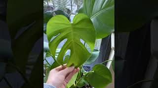 Monstera Deliciosa - growth and care