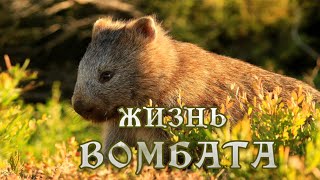 Тайная жизнь Вомбата (1) #Документальный фильм HD