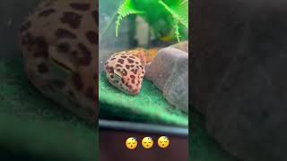 Sleeping leopard gecko #shorts