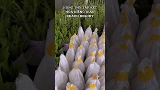 Một ngày tập kết Hoa Kiểng về resort #hoakienghungthy #xuhuong #hoakiengsadec #bietthu #vila