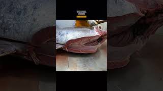 KING OF MARKET giant tuna fish cutting from Aceh Indonesia