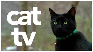 CAT TV - Sleepy Cat Video - Video to Awaken and Entertain Your Cat! 🐱