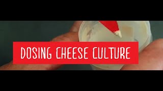 Dosing Cheese Culture