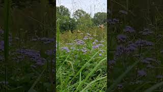 Slow Motion Honeybees In Spring!