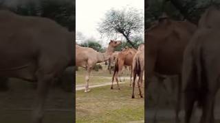 Male Camel meeting with female camel enjoy today morning 🌄