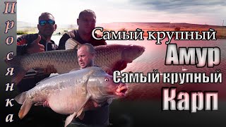 Просянка. оз. Разлив,  Самый крупный амур! Самый крупный карп!