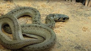 The Dekay's Brown Snake: Everything You Need To Know!