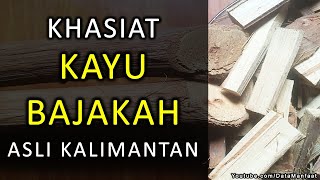 KHASIAT MANFAAT KAYU BAJAKAH ASLI KALIMANTAN YANG SANGAT MENGEJUTKAN