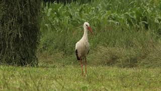 White stork - Ciconia ciconia - Barza albă