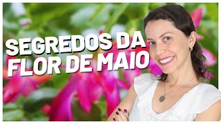 Como ter a FLOR-DE-MAIO cheia de flores