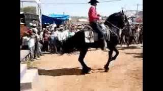 Baile caballos expo Arcelia 2014