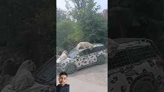 Jagli janwar ne gadi ko ghera #tiger #automobile #animals #lion #shortsfeed