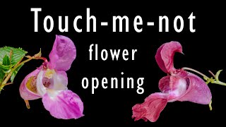 Beautiful pink "Touch-me-not" flowers opening - time lapse [4K]