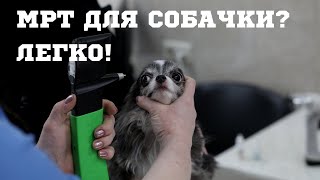 МРТ для собачки? Легко!