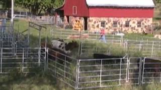 Working Calves 9-10-2011