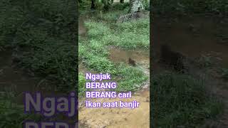 #musim banjir ajak berang berang cari ikan