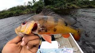 Mahaicony River Guyana 🇬🇾 Fishing 2024 Full video 📹| big monster Piranha attached | travel 🇨🇦 to 🇬🇾