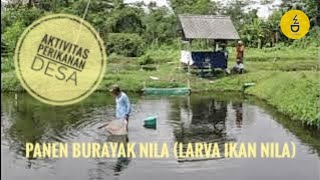 Cara Panen Burayak Nila (Kebul Nila) oleh Petani ikan Tawang Kalasan.