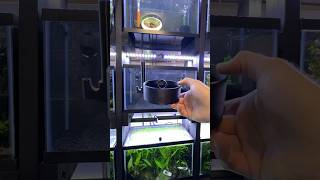 Installing a NEW automatic egg catcher in my Emerald Dwarf Rasbora tank!#fishbreeding #rasbora