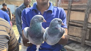 Best Pigeon Market | Pigeon Market In Bangladesh