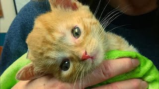 Rescued Kitten Becomes Smallest to Have Surgery