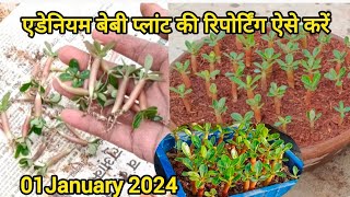 एडेनियम बेबी प्लांट की रिपोर्टिंग ऐसे करें कभी नहीं मरेंगे baby Plants,100% लगेगा//01 January 2024.