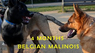 German Shepherd vs Belgian Malinois