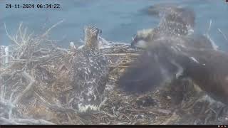 Port Lincoln Osprey 24.11.2024 06:22