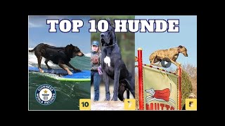 Top 10 HUNDE Weltrekorde der Welt