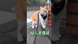 虫が飛んで来てビックリする猫がこちら #元野良猫チャチャ #猫 #cat #ねこ #猫侍 #猫武将 #ねこさんぽ