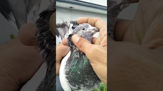 रामपुरी भूरे गहरे कबूतर देखिए || rampuri pigeon eyes #pigeon #birds #love #trending #pigeonpigeon