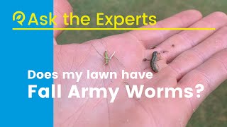 Does my lawn have fall army worms?